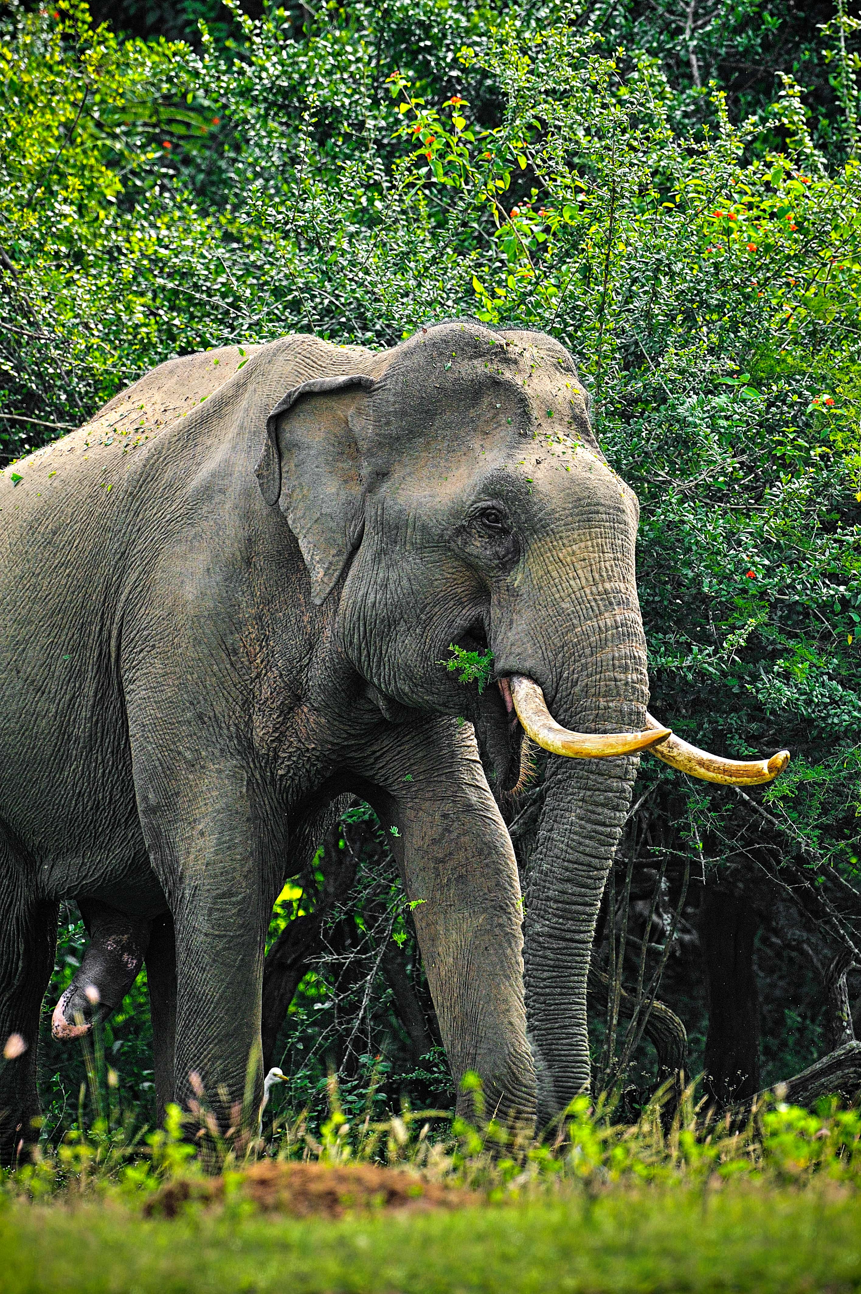 The Elephant Walk Experience